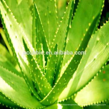 Melhor qualidade Aloe Vera Extrato, Melhor preço Aloe Vera Extrato em pó